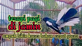 terapi paagi dijamin ampuh bikin kacer bahan cepat bunyi dan gacor bikin nyaut semua jenis kacer