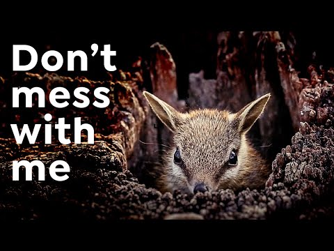 Videó: Miért a numbaták erszényes állatok?