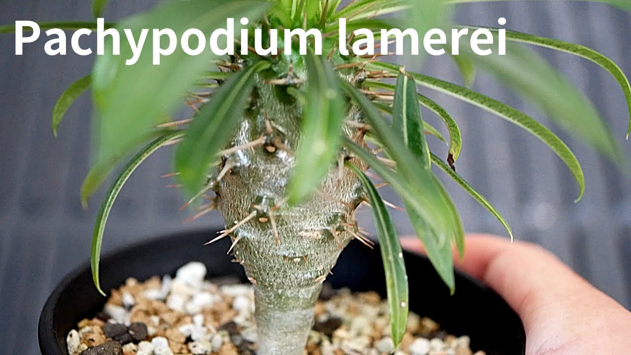 Pachypodium  lamerei パキポディウム ラメリー(ラメレイ) 紹介 | パキポディウム ラメリー 実生