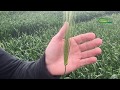 Timing of the Final Fungicide in Barley Ciaran Collins
