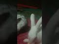 #funny #rabbit #cute #trendingshorts #bunny #viralshort @rabbitshorts-32 @aaryankelvin