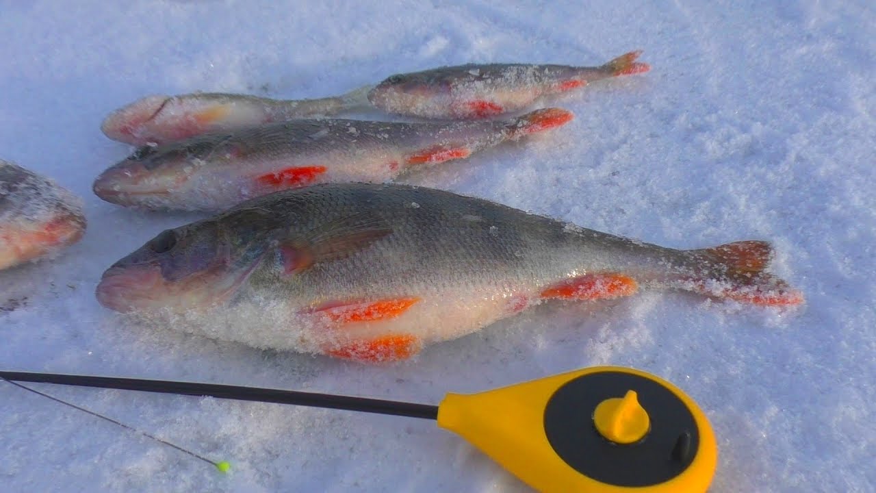 Зимняя рыбалка. Поймали карася на балду и окуни клюют на полиморфус My fishing