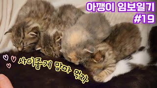 Have you ever heard a kitten purring?  [Kitty Foster Diary ep.19]