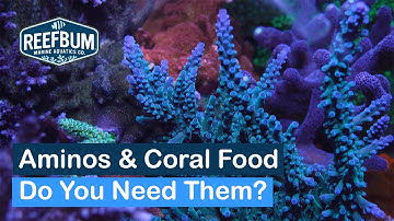 Aminos & Coral Food: Do You Need them For Optimal Colors and Growth For SPS?