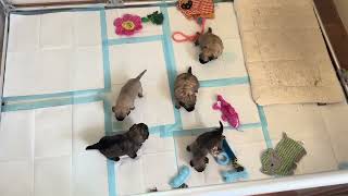 Starfall Puppies