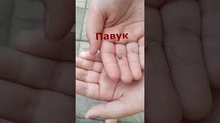 Павук на руці ||  Дзідзьо || Spider || ВІкі_Лайф || #дзідзьо #spider #павук