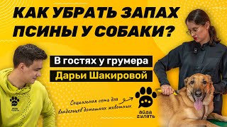 видео: Как убрать запах псины у собаки? Уход за диким типом шерсти | АЙДА ГУЛЯТЬ в гостях у Дарьи Шакировой картинка: Как убрать запах псины у собаки? Уход за диким типом шерсти | АЙДА ГУЛЯТЬ в гостях у Дарьи Шакировой