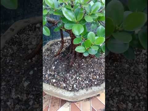 Video: Tanaman Daun Pisang Ficus - Tips Menanam Daun Pisang Ficus
