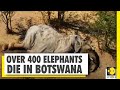 More than 360 elephants found dead in Botswana, heart wrenching pics