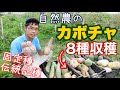 自然農＆自家採種のいろいろな固定種カボチャを収穫＆片付け：2021年8月20日～21日
