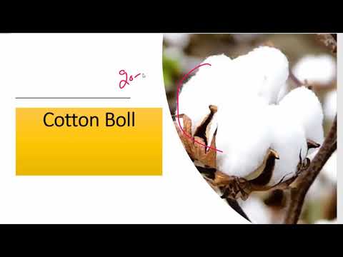 The flawed spin to india's cotton story science and tech | 3 april