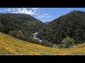 American River Wildflowers: 8K VR180 3D | Poppies, Lupine, &amp; the Canyon