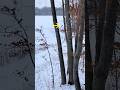 December Doe Comes Into Public Land 🏹