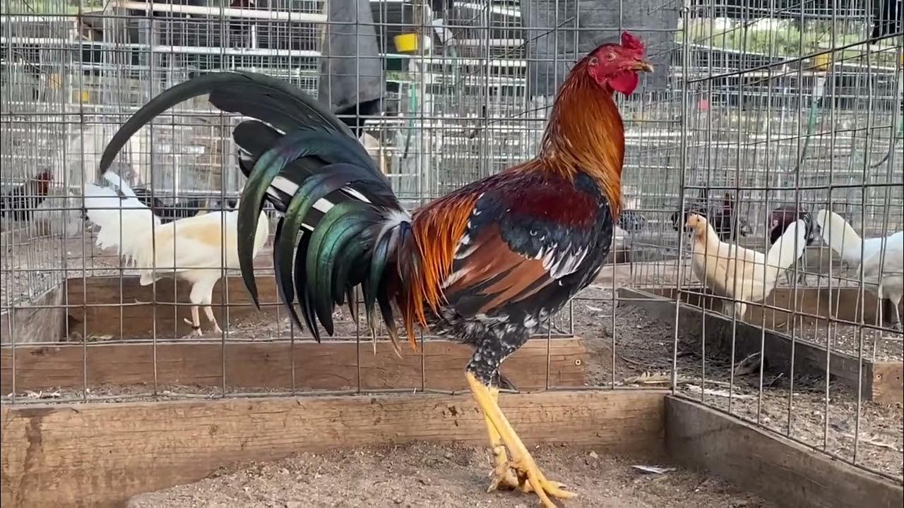 Jr belt cowan roundheads YouTube