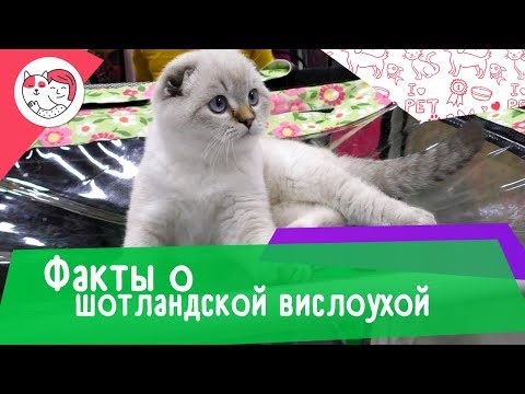 Видео: Сиамские кошки: что нужно знать перед тем, как их получить