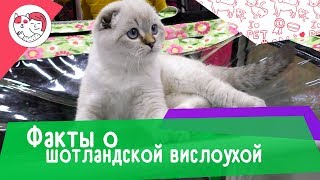 6 необычных фактов о шотландской вислоухой