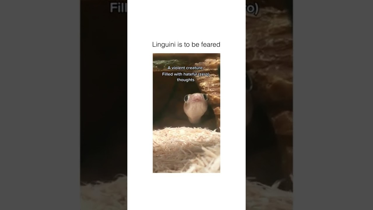 animal The lil hat I can't 😭❤️ 