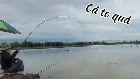 Câu cá mùa nước mênh mông cá to ăn lia lịa giật cong cần luôn 