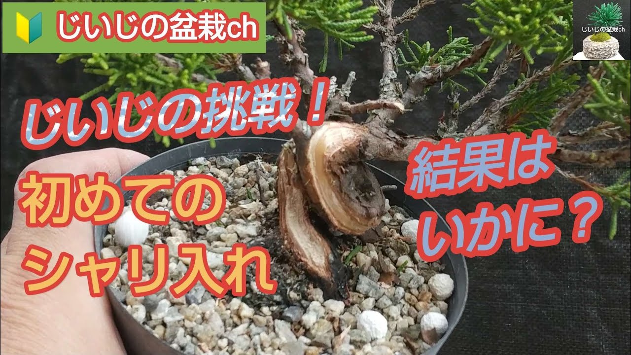 じいじの挑戦!【 初めてのシャリ入れ 】 真柏 ミニ盆栽 テロップあり Grandpa's Challenge!