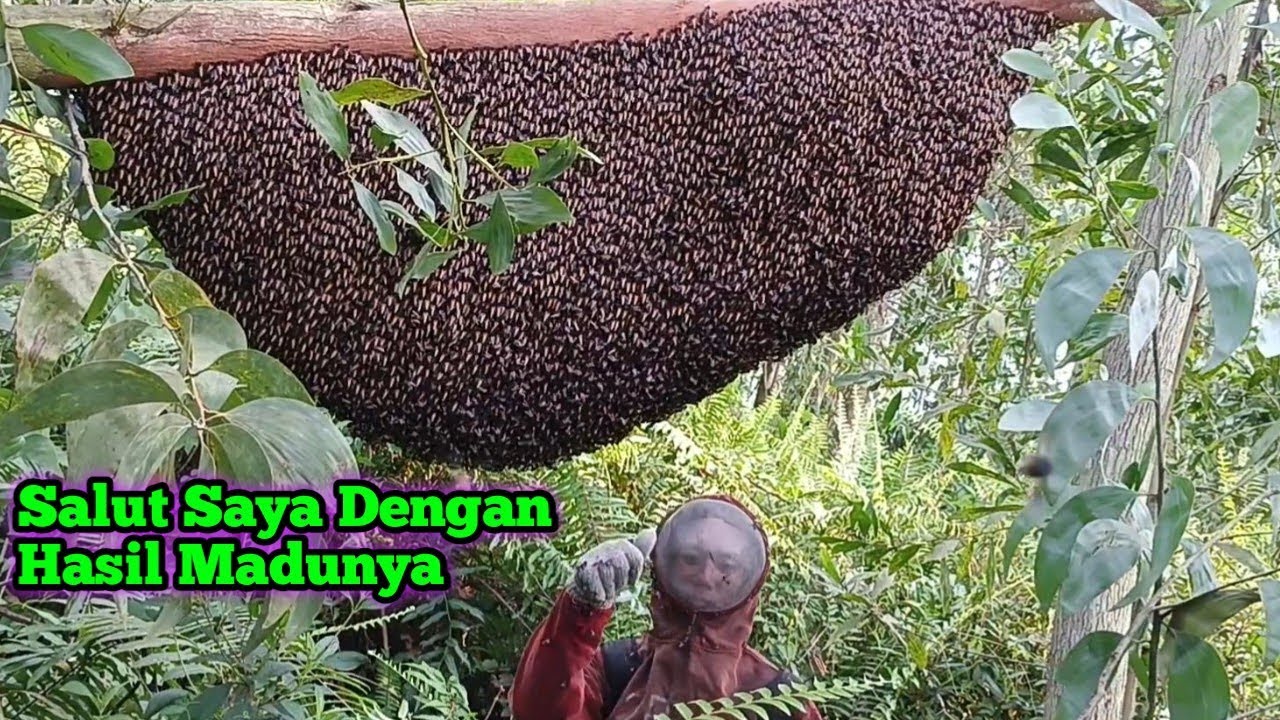 Cara Yang Sederhana Tapi Akurat Untuk Berburu Madu 
