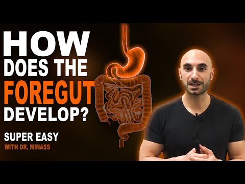 Embryology of the GIT I - Foregut (Easy to Understand)