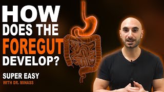 Embryology of the GIT I - Foregut (Easy to Understand)