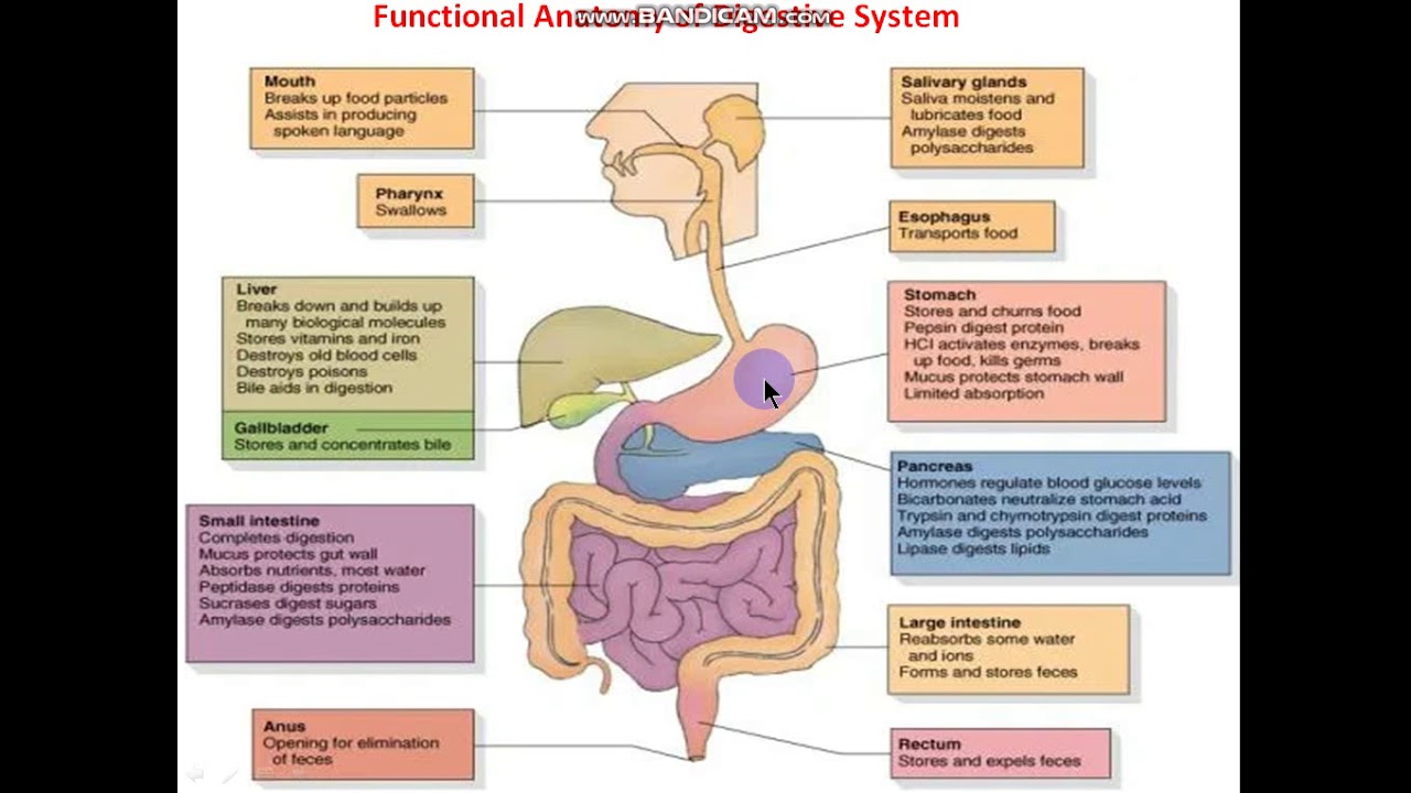 Digestive &urinary 1 YouTube