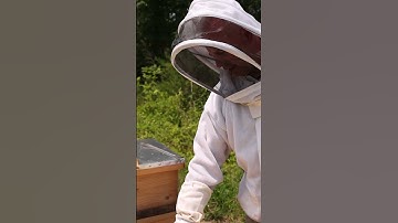 Propolis in Bee Hives #shorts