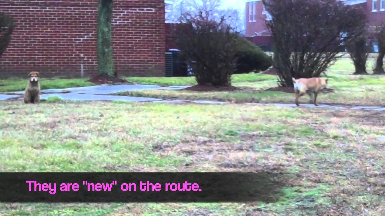 aspca near me Fallon & Shiloh. 2012.