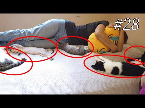 【かわいすぎ注意】子猫たちと添い寝したらかわいすぎたｗ【猫なで放題】-I slept with kittens.Blood of a wildcat.Yamato the cat.-#28