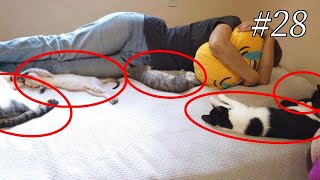 【かわいすぎ注意】子猫たちと添い寝したらかわいすぎたｗ【猫なで放題】-I slept with kittens.Blood of a wildcat.Yamato the cat.-#28