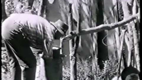 Timber Getting in Western Australia.