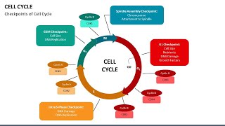 Cell Cycle Animated PowerPoint Template