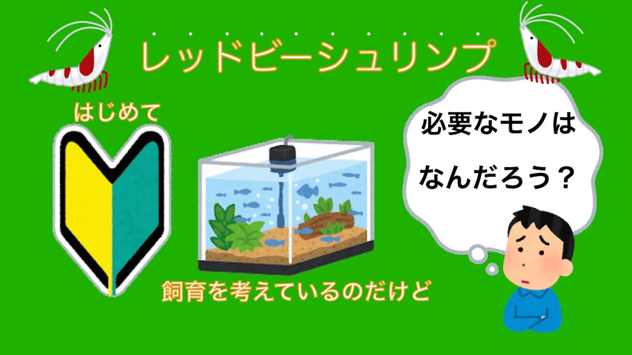 レドビーシュリンプ飼育　必要なモノはなんだろう？
