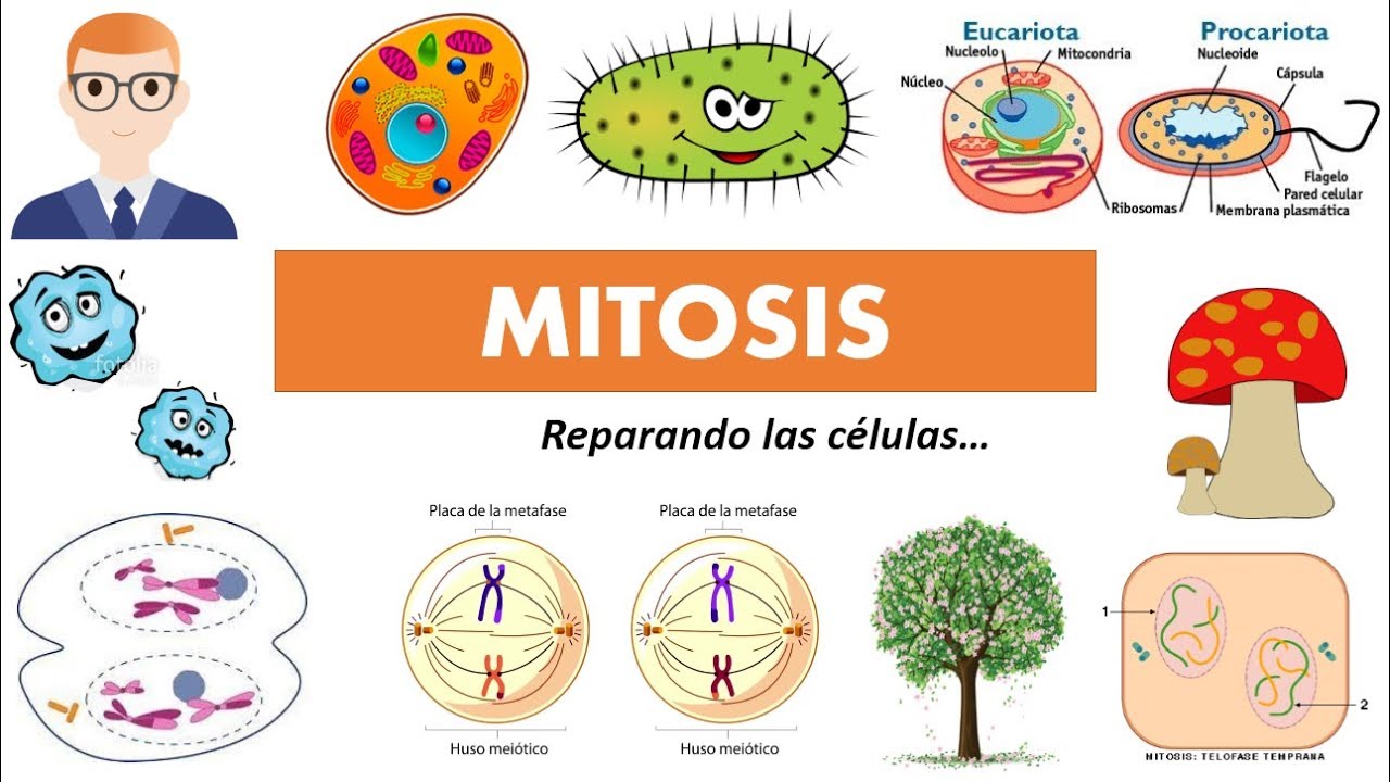 Origen de la vida (Fácil de aprender) - thptnganamst.edu.vn