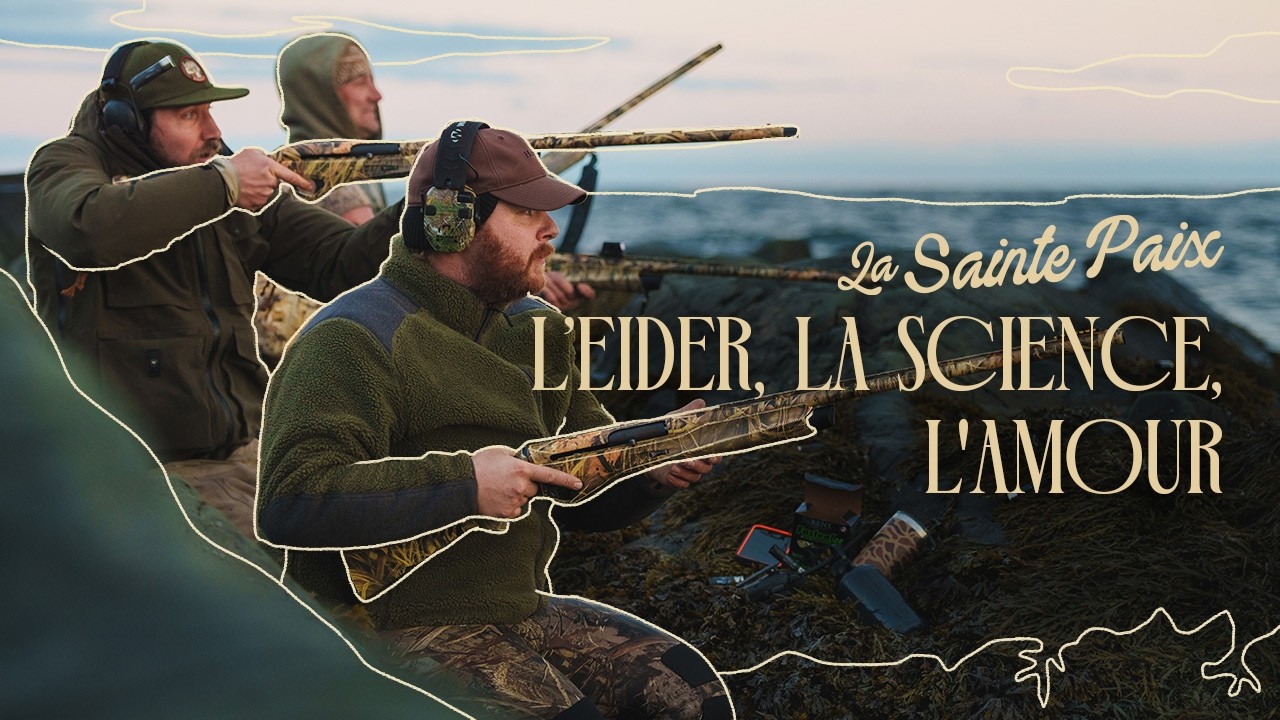 Ma rencontre avec l’eider à duvet: une stupéfiante suite d’événements