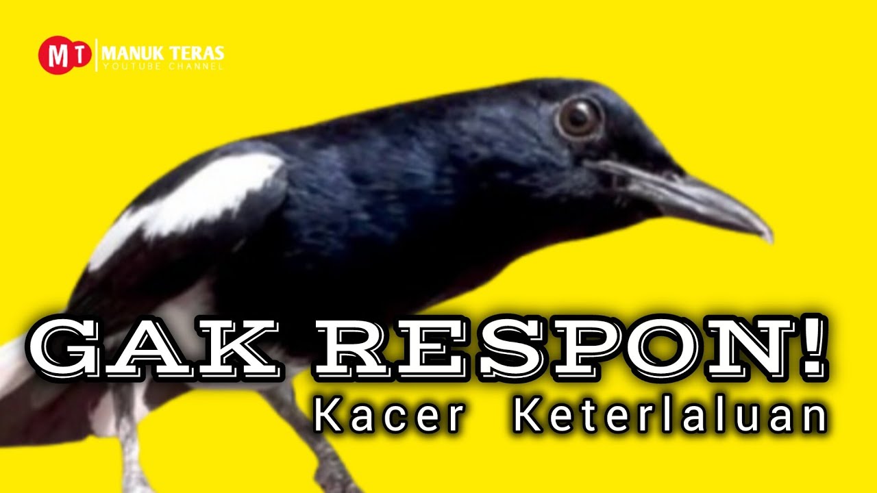 Pancingan Kacer Agar Emosi Langsung Buka Ekor