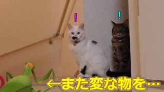 猫達の前にカマキリ現る…！？