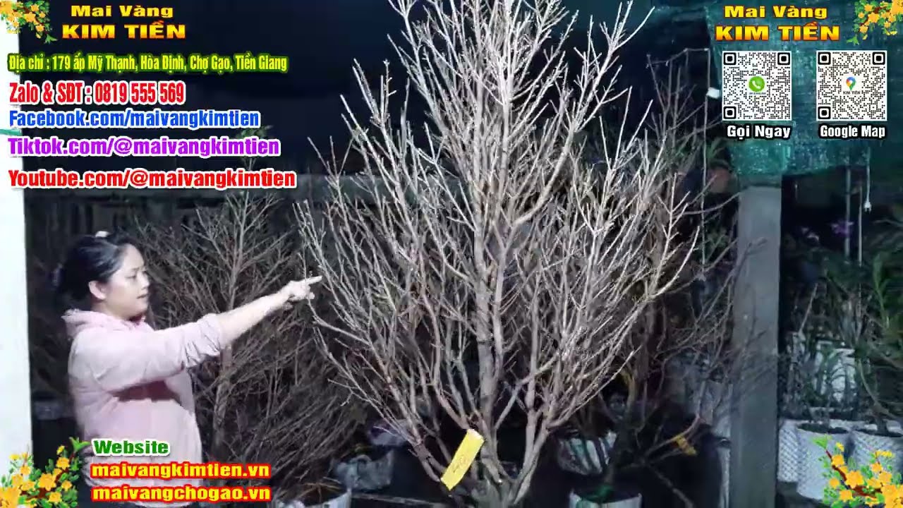 Mai Vàng Nhiều Nụ Đón Tết Bao Ship Toàn Quốc - Mai Vàng Kim Tiền Chợ Gạo