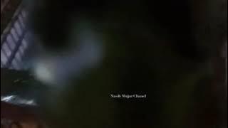 SUARA ANAKAN BURUNG SRIGUNTING LAPAR