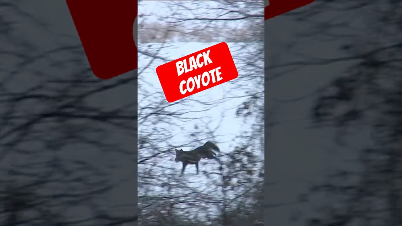Have you ever seen a black coyote?