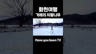 거례리사랑나무 영상