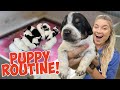 DAILY PUPPY ROUTINE WITH 9 RESCUE PUPPIES & NURSING MOMMA DOG!
