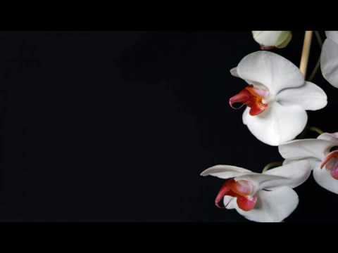 To Veil Or Not To Veil - Sheikh Mohammad Elshinawy (5/6)