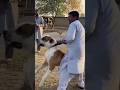 Pakistani Bully &amp; Gaddi Kutta #dog #dogs #pets #facts #dogfacts #bullykutta #dogshorts #shorts #new