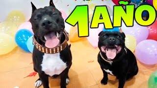 EPIC VLOG CUMPLE DE THOR !! YA TIENE 1 AÑO EL CUMPLEAÑOS DE MI PERRITO THOR !! XDD Makiman