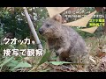 クオッカ間近で観察（スマホ推奨）