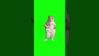 Cat Dancing To Edm Green Screen