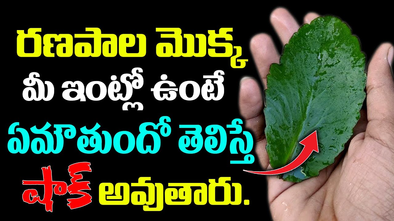 రణపాల మొక్క మీ ఇంట్లో ఉంటే జరిగేది ఇదే Ranapala Plant At Home 
