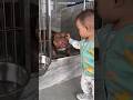 Little Boy Adopts a Cute Pitbull ❤️🐶